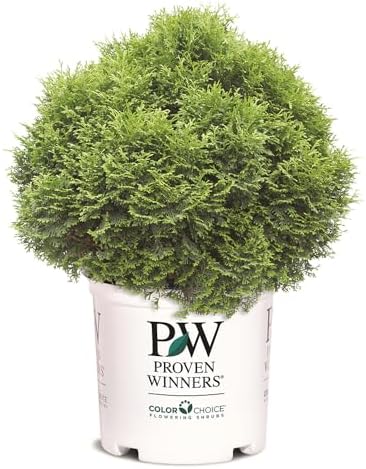 Proven Winners 2 Gal. Tater Tot Arborvitae Shrub by ProvenWinners