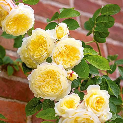 Heirloom English Climbing Roses, Live Own Root Plant, The Pilgrim® by HeirloomRoses