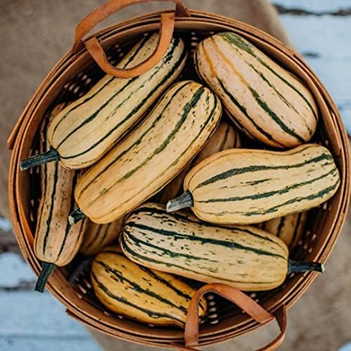 Honey Boat Delicata Squash - 25 Heirloom Squash Seeds, Thresh Seed Co. by ThreshSeedCo