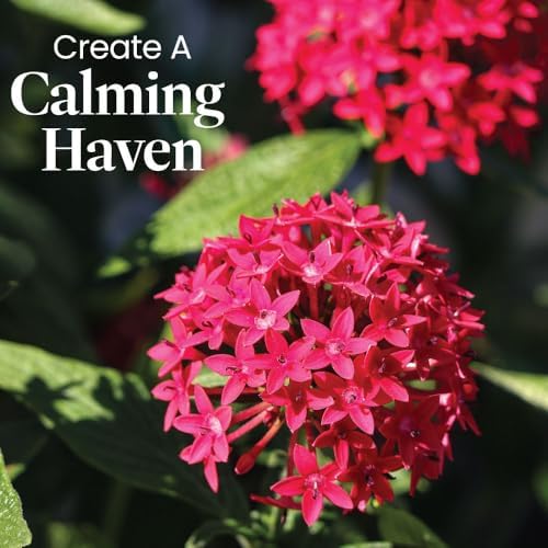 American Plant Exchange Penta 'Red Lace' – 6-Inch Pot – Live Flowering Plant with Deep Red Star-Shaped Blooms, Heat-Tolerant Outdoor Annual for Gardens, Patios, Containers & Pollinator Spaces - Image 2