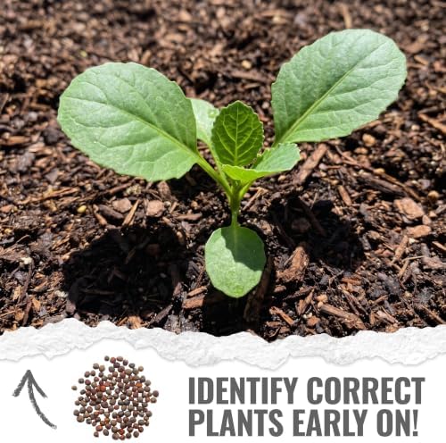 Seed Needs Romanesco Broccoli Seeds to Plant Green Cauliflower 5 Packs - Image 5