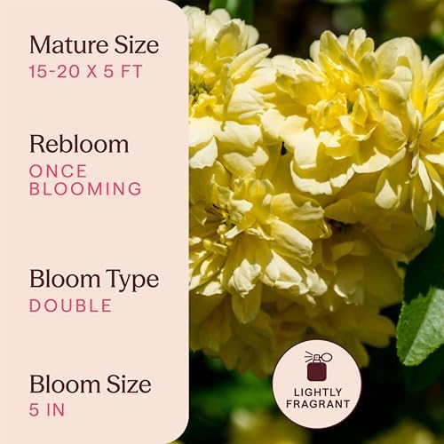 Heirloom Climbing Roses, Live Own Root Plant, Lady Banks - Image 6