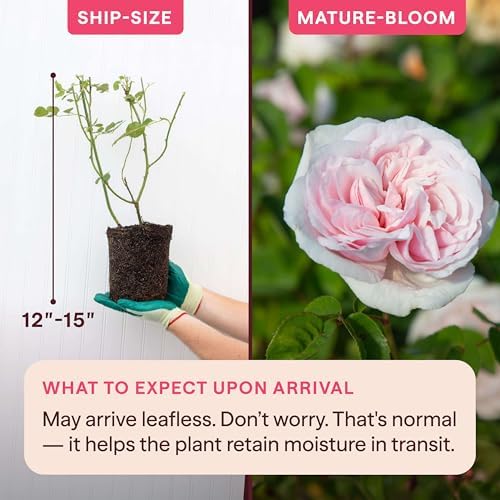 Heirloom Climbing Roses, Live Own Root Plant, CL Devoniensis - Image 2