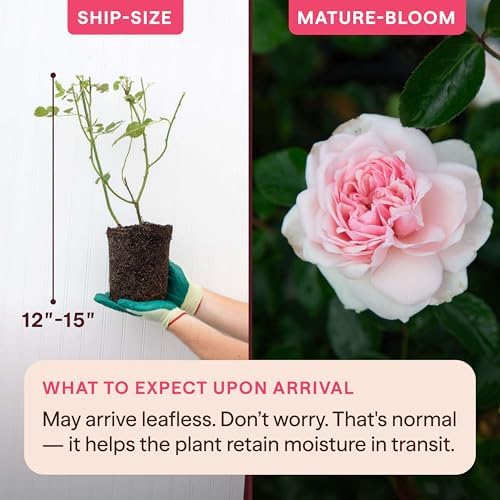 Heirloom Climbing Roses, Live Own Root Plant, Awakening™ - Image 2