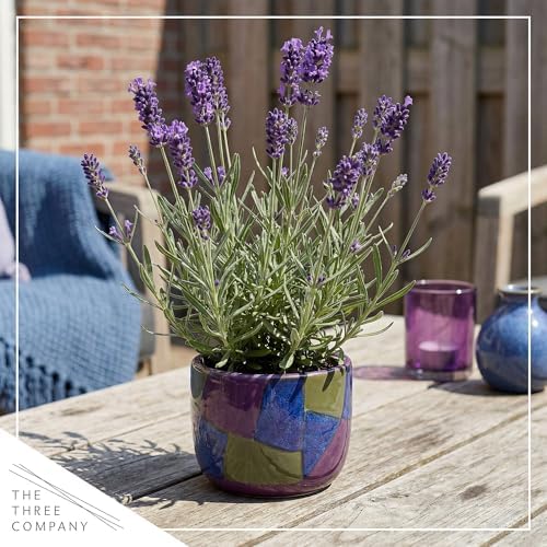 Lavender (2 Pack) - Purple Blooms, Live Fragrant & Aromatic Flowering Perennial, 10" Tall by 5" Wide in 1 Qt Pot - Image 6