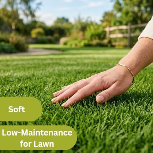10000 Zoysia Grass Seeds for Lawn, Emerald Zoysia Grass Seed - Image 2