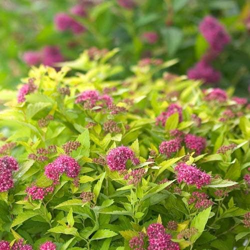 Proven Winners - Spiraea jap. Double Play Gold (Spirea) Shrub, , #3 - Size Container - Image 2