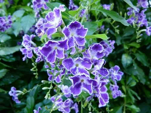 Duranta Blue Live Plants (5-9" Tall) - Pack of 2 (Two) - Golden Dewdrop Sky Flower - Fast Growing Pollinator Magnet - Vibrant Violet Blooms - Container & Landscape Ready - Exotic Tropical Shrub - Image 2