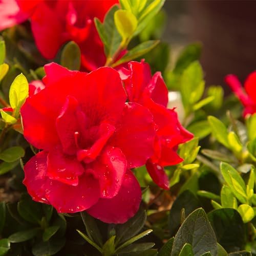 1 Gal Encore Azalea Autumn Bonfire (Pack of 2) - Image 3