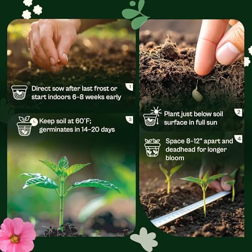SVI 2500 Mix Sweet William Seeds (Dianthus barbatus) – Fragrant Sweet William Seed Packets Bulk – Heirloom Seed Mix, Non-GMO Perennial Flower Seeds Outdoor Flower Garden Beds & Indoor Garden - Image 5