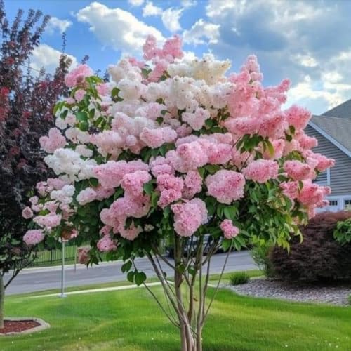 Hydrangea Bush Tree Plants Live, 5-9" Tall, No Pot, Dormant in Winter, Change Color Perennial Planting Indoor Outdoor, Long Lasting Blooms Flower (Can Trim as Tree, Pink White) by GardenNurserySince1996