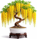 Golden Chain Bonsai Starter Tree (1 Year Old Live Plant) – Fast Growing Flowering Vine Bonsai Material forTraining – Outdoor/Indoor Bonsai Tree Starter Kit Plant by CZGrain