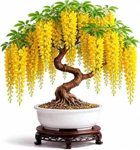 Golden Chain Bonsai Starter Tree (1 Year Old Live Plant) – Fast Growing Flowering Vine Bonsai Material forTraining – Outdoor/Indoor Bonsai Tree Starter Kit Plant by CZGrain