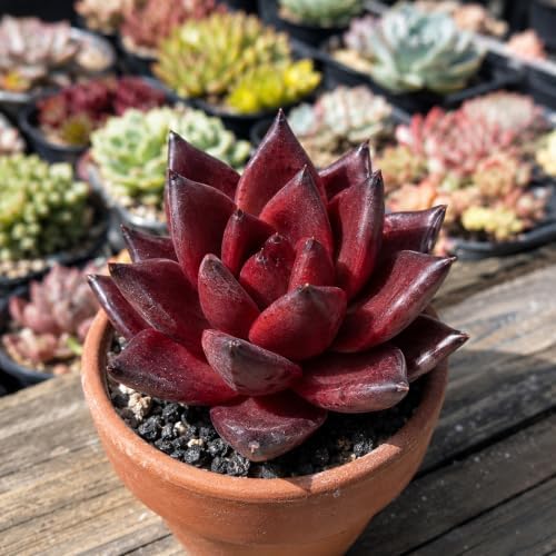 3 PCS Echeveria Agavoides 'Romeo' Live Succulent Plant 1.5-2", Bare Root Succulent, No Pot or Soil, Compact Rosette Indoor Plant for Decorative Planters, Succulent Displays, Rock Gardens & Home Decor - Image 4