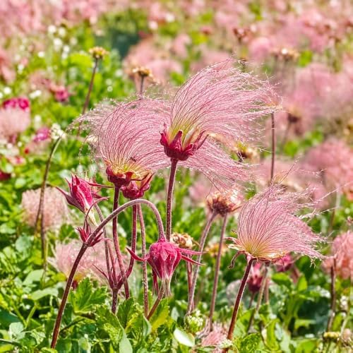 50+ Perennial Pink Prairie Smoke Seeds for Planting - Drought Tolerant Ground Cover, Attracts Pollinators,Low Maintenance for Rock Gardens, Rare Wildflower Seeds - Image 2