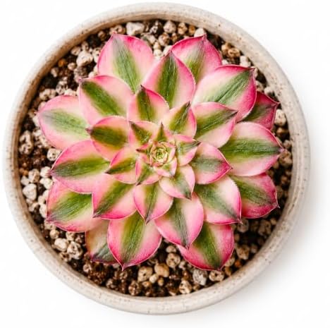 Aeonium 'Pink Witch' Variegata Live Succulent Plant 2.5-3 Inch, Rare Variegated Aeonium Bare Root No Pot, Easy Care Indoor Outdoor Houseplant for Home Garden Decor, Gift for Plant Lovers by THEONEBLOOM