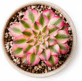 Aeonium 'Pink Witch' Variegata Live Succulent Plant 2.5-3 Inch, Rare Variegated Aeonium Bare Root No Pot, Easy Care Indoor Outdoor Houseplant for Home Garden Decor, Gift for Plant Lovers by THEONEBLOOM