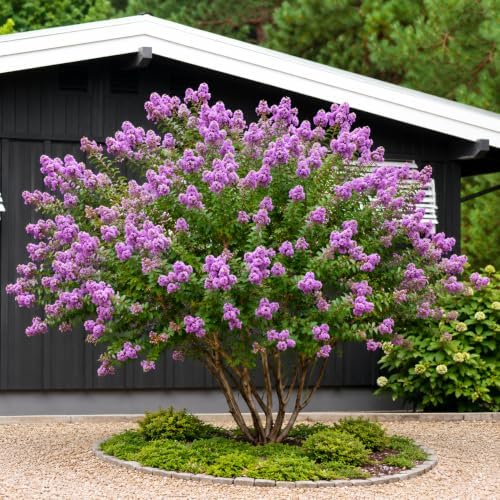 Lavender Muskogee Crape Myrtle Tree - 12-18" Tall - Gallon Pot - Image 7