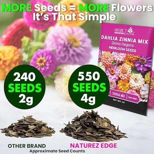 NatureZ Edge Zinnia Seeds for 2026 Planting Outdoors, Over 550 Flower Seeds, 4g, Non GMO Made in USA, Bulk Semillas De Flores para Sembrar, Dahlia Mix, Easy to Grow Zinnia Seed Mix - Image 2