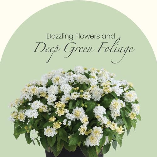 American Plant Exchange Lantana 'White Lightning' – 6-Inch Pot – Live Flowering Shrub with Bright White Blooms, Heat-Tolerant Outdoor Plant for Gardens, Patios, Containers & Landscapes - Image 7