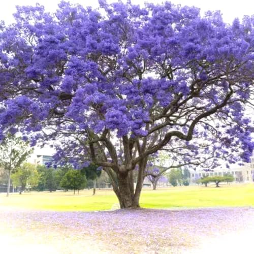 Purple Blue Jacaranda Tree Plant Live, 4-7 Inch Tall, 4 Inch Pot - Image 3