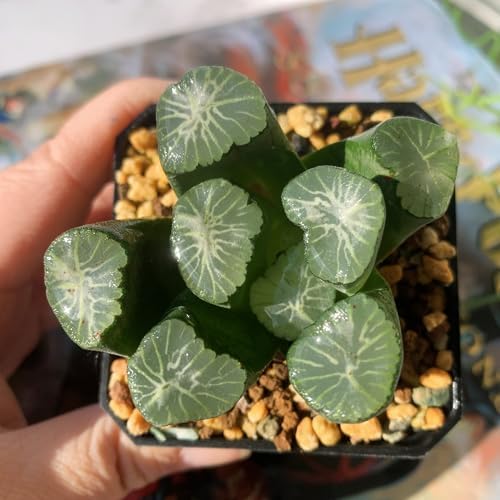 Haworthia Maughanii-Sacred Spring Rare Live Succulent Plants, 2.5" Bare Root Without Pot & Soil, Garden Indoor Office Desk Baby Shower Decoration, Friend Plant Lovers Gifts - Image 5