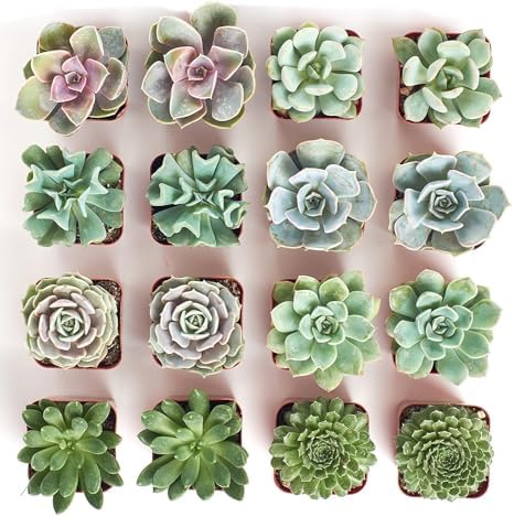 Shop Succulents Rosette Succulent Plant Pack Bulk Collection - Live Mini Succulent Plants, Low Maintenance, Floral Shaped Mix of Colors & Textures - Wedding and Party Favors, Gift & Garden, Pack of 16 - Image 3