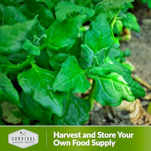 New Zealand Spinach Seeds for Planting - 2 Packs - Image 5