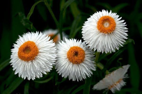 2500+ Mixed Strawflower Seeds for Planting - Non-GMO Heirloom Seeds, Drought Tolerant, Attracts Pollinators, Ideal for Pots, Cut Flower Garden, Dried Arrangements & Crafts - Image 6