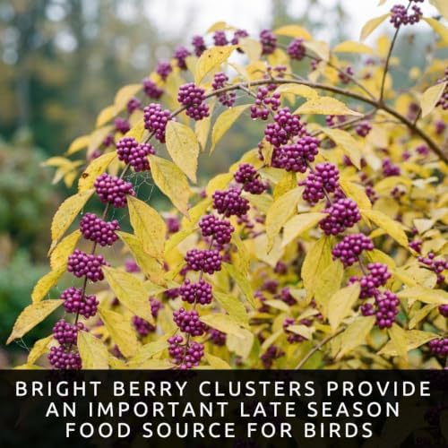 Beautyberry Seeds for Planting Native Shrub 100 Premium Seeds - Image 5