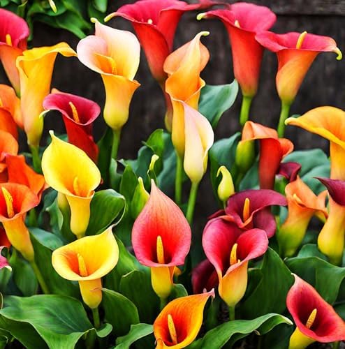 100Pcs Calla Lily Seeds Beautiful Flowers Mix Color Perennial Plant - Image 3