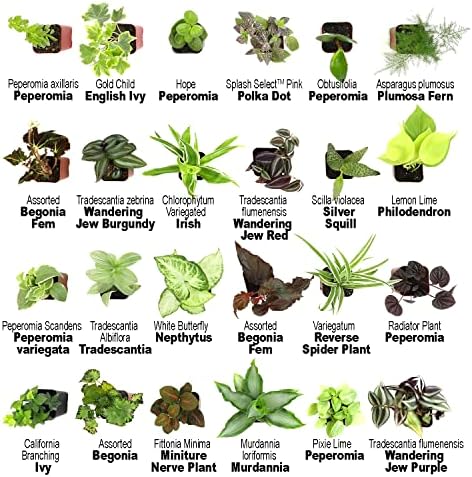 Altman Plants Live Houseplants (12PK), Indoor Plants for Delivery Prime, Live Plants and Gardening Gifts for Plant Lovers, Planters for Indoor Plants with Potting Soil, Live House Plants Indoors Live - Image 3