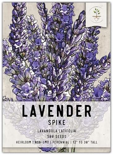 Seed Needs Spike Lavender Seeds to Plant an Herb Garden - 1 Pack by SeedNeeds