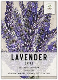 Seed Needs Spike Lavender Seeds to Plant an Herb Garden - 1 Pack by SeedNeeds