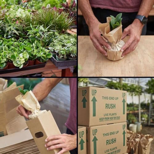 Dracaena Tornado Live Plant for Indoor | Houseplants in 4'' & 6'' Pot - Image 6