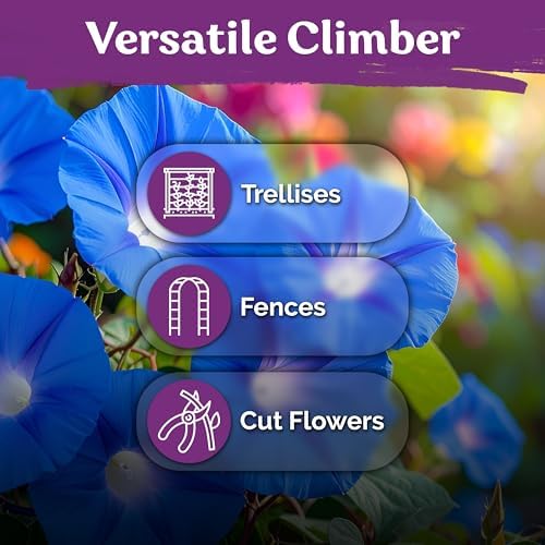 150 Heavenly Blue Morning Glory Heirloom Flower Seeds, Ipomoea Tricolor - Image 5