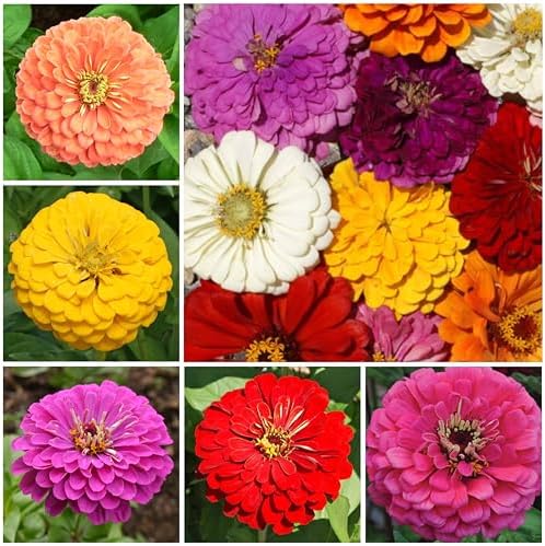 Seed Needs Butterfly Garden Variety Pack of 4 Flower Seeds for Planting - Image 6