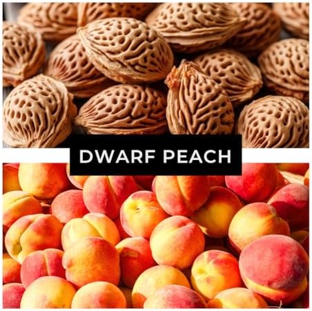 Bonsai Peach Tree Seeds – 2 Large Seeds for Miniature Fruit-Bearing Trees – Easy to Grow, Hardy, Produces Sweet Peaches - Great for Beginner Bonsai - Ideal for Home Garden - Image 6