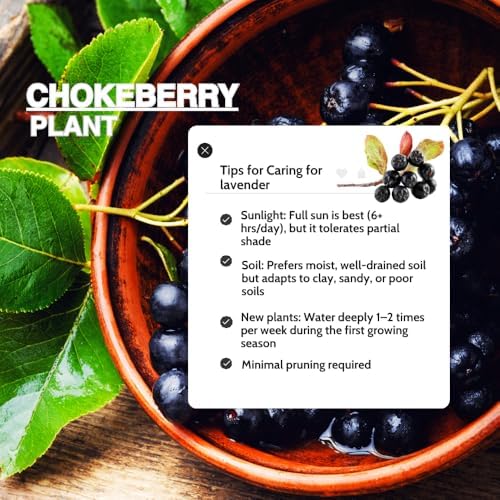 Black Chokeberry Tree Live Plant, Outdoor Berry Bush, 6-12 Inch Tall - Image 4