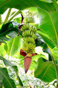 Fam Plants Live Banana Trees Basjoo (4 Pack) Cold Hardy Musa Zone 5-11 by FamPlants