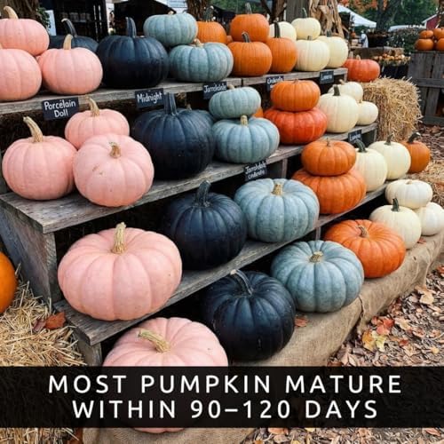 Bright and Colorful Pumpkin Patch Seeding Kit (20 Mixed Seeds) - Mix of Amazing Colors, Pink, Black, Blue, Orange White. Seeds for Planting - Image 2