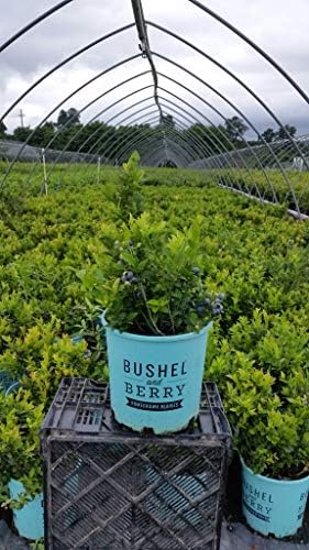 Bushel and Berry™ - Vaccinium x Jelly Bean (Blueberry) Edible-Shrub, , #2 - Size Container - Image 6