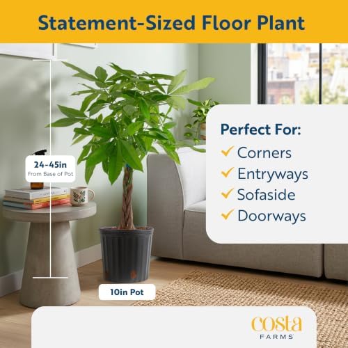 Costa Farms Money Tree, Live Indoor Plant, Braided Trunk, Easy Care - Image 2