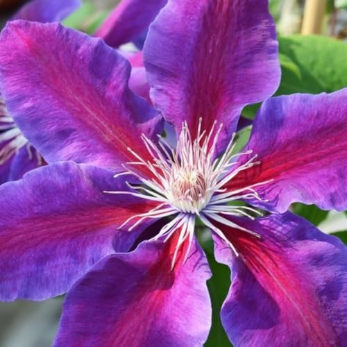 Dark Red Purple Clematis Vine Plant, Clematis Vine Plants Live in 2.5 Inch Pot - Image 3