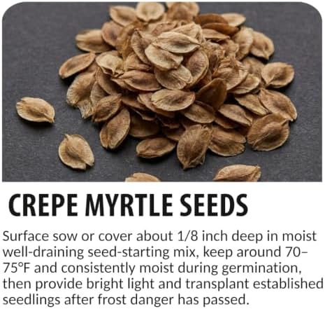 50 Crape Myrtle Bonsai Tree Seeds | Lagerstroemia Seeds for Planting - Image 4