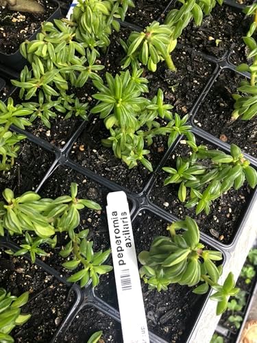 Succulent Taco Plant (Peperomia axillaris) in 2.5 inch Pot - Image 3