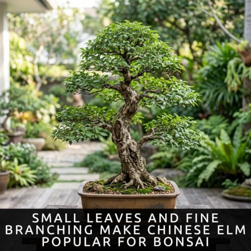 30 Chinese Elm Tree Seeds | Ulmus Parvifolia Bonsai Seeds for Planting - Image 5