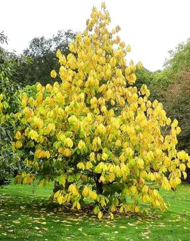Paw Paw Tree Seedlings, Fruit Bearing, Shade Tolerant, Tropical Look, Flowering 5 gal, Nursery Pot (Due to Agricultural Laws, we Cannot Ship to CA, AZ, AK, or HI) - Image 2
