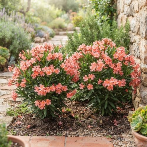 2 Dwarf Salmon Oleander Live Plants, 4–7 Inches Tall, Flowering Shrubs - Image 2
