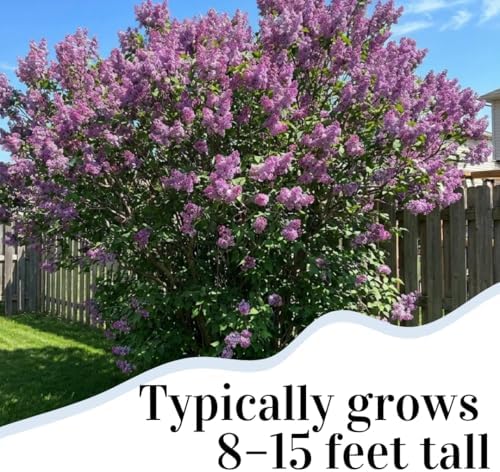 Purple Lilac Seeds for Planting | 100 Seeds | Fragrant Flowering Shrub - Image 5